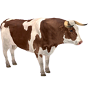 Brown Cow