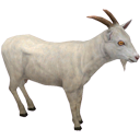 Goat